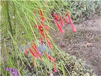 6df9adc5-Picture 011.jpg